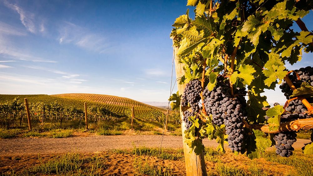 Washington State-Yakima Valley Clusters of Cabernet Sauvignon at Yakima Valley vineyard